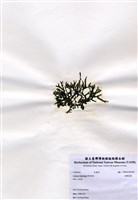 藏品(交織松藻)的圖片